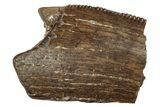 Tyrannosaur Tooth Fragment - Judith River Formation #276501-1